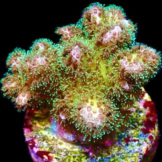 WYSIWYG 17E Sparkling Tinsel Pocillopora