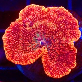 WYSIWYG 30C Flaming Hot Red Mushroom