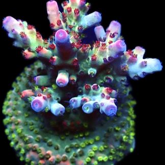 WYSIWYG 16D Berries And Cherries Acropora Frag Large