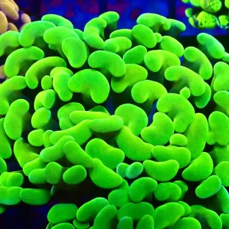 Neon Branching Hammer Double Head