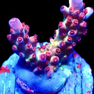 WYSIWYG 14E Berries And Cherries Acropora Frag   ***NEW***