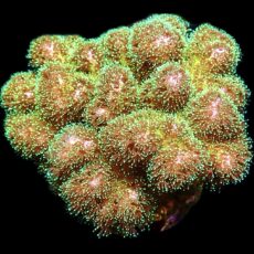 WYSIWYG 17E Sparkling Tinsel Pocillopora Large