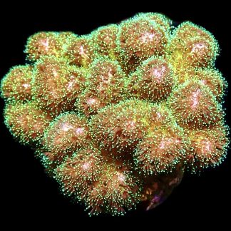 WYSIWYG 17E Sparkling Tinsel Pocillopora Large