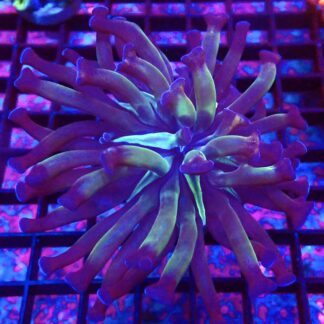 WYSIWYG 34A Purple/Lime Branching Hammer