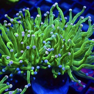 Rainbow Tip Fluorescent Torch Euphyllia Double Head