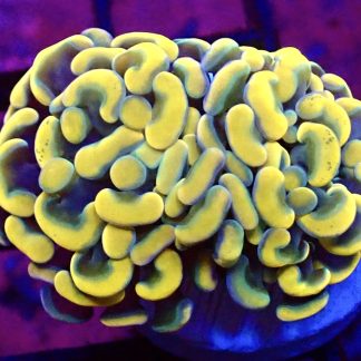 Rainbow Hologram Branching Hammer Double Head