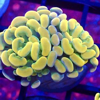 Rainbow Hologram Branching Hammer