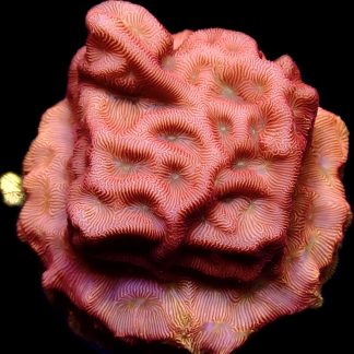 WYSIWYG 18A 24K Gold Leptoseris Frag