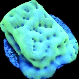 WYSIWYG 29D Mojito Montipora Palawanensis