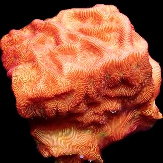 WYSIWYG 29C 24K Gold Leptoseris Frag