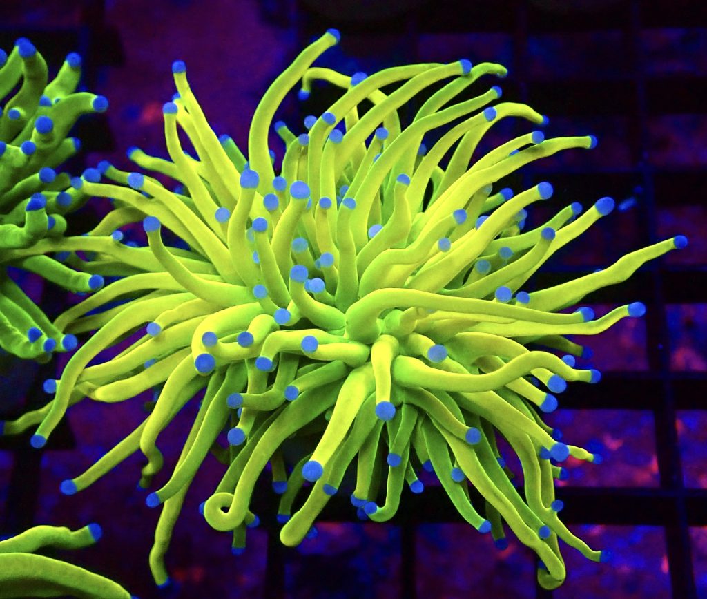 Ultra Holy Grail Torch Euphyllia Large Single Head
