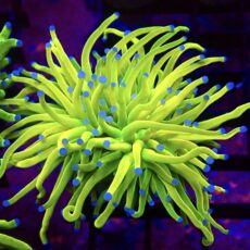 Ultra Holy Grail Torch Euphyllia Large Single Head