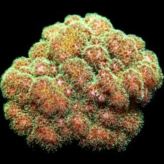 WYSIWYG 17E Sparkling Tinsel Pocillopora Colony