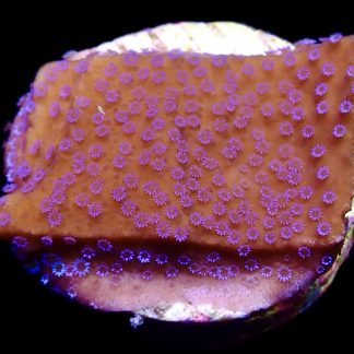WYSIWYG 8G Purple Haze Montipora Frag
