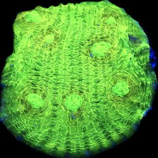 WYSIWYG 33G Alien Eye Chalice Frag