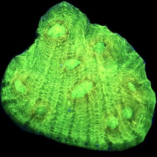 WYSIWYG 33H Alien Eye Chalice Frag