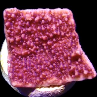 WYSIWYG 17B Purple Plating Montipora Frag