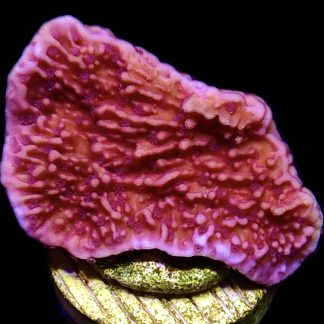 WYSIWYG 19B Purple Plating Montipora Frag