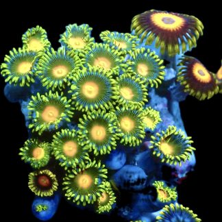 WYSIWYG  Zoanthid Frag Q18