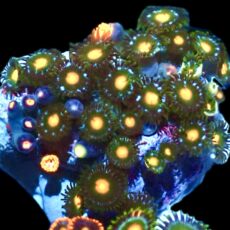 WYSIWYG  Zoanthid Frag P12