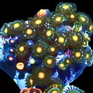 WYSIWYG  Zoanthid Frag P12