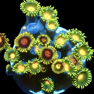 WYSIWYG  Zoanthid Frag Q21