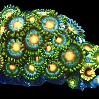 WYSIWYG  Zoanthid Frag Q23