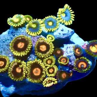 WYSIWYG  Zoanthid Frag Q24