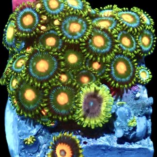 WYSIWYG  Zoanthid Frag Q25