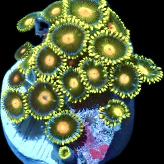 WYSIWYG  Zoanthid Frag Q28