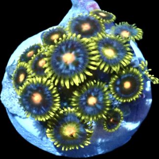WYSIWYG  Zoanthid Frag Q29