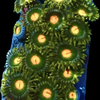 WYSIWYG  Zoanthid Frag Q31