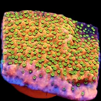 WYSIWYG 9D Tropic Thunder Montipora Frag Large