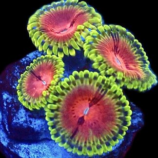 Pirates Blood Zoanthid Frag Single Polyp