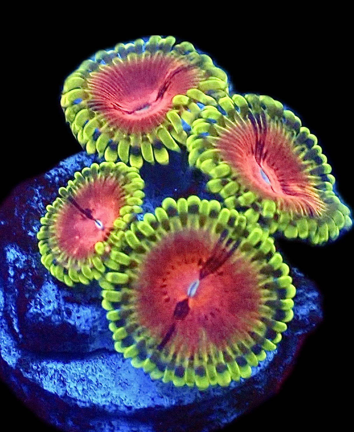 Pirates Blood Zoanthid Frag Single Polyp