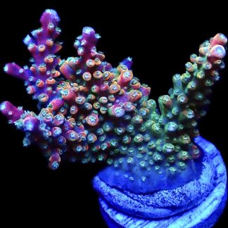 WYSIWYG 26E Rainbow Staghorn Acropora Extra Large