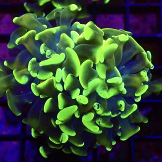 WYSIWYG 30F Branching Hammer