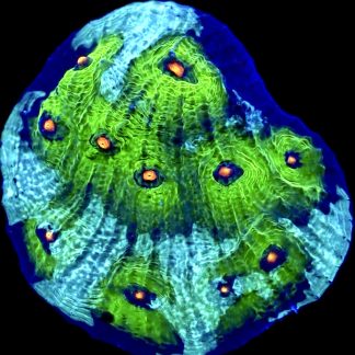 WYSIWYG 27B Avatar Chalice Large