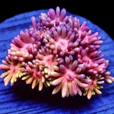 WYSIWYG 14A Rainbow Goniopora Frag