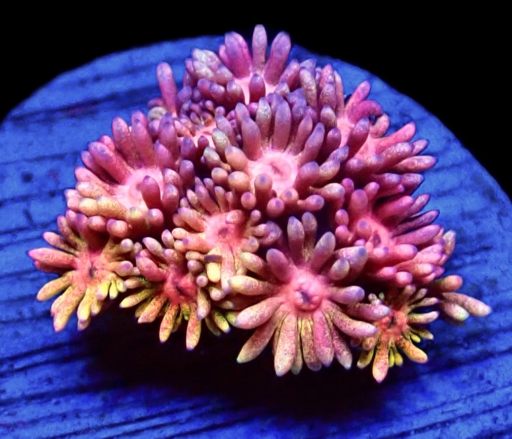 WYSIWYG 14A Rainbow Goniopora Frag