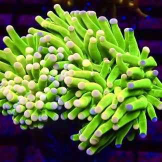 WYSIWYG Ultra Holy Grail Pink Tip Torch Euphyllia T1 Double Head