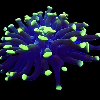 WYSIWYG A2 Branching Hammer