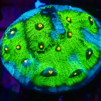 Avatar Chalice Frag Large