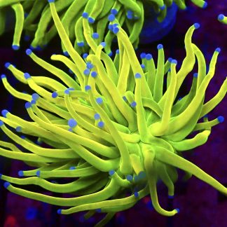 WYSIWYG Ultra Holy Grail Torch Euphyllia T4