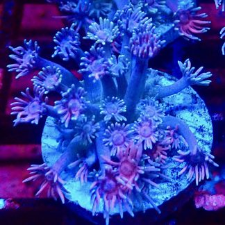 Rainbow Goniopora Frag (10+ Polyps)