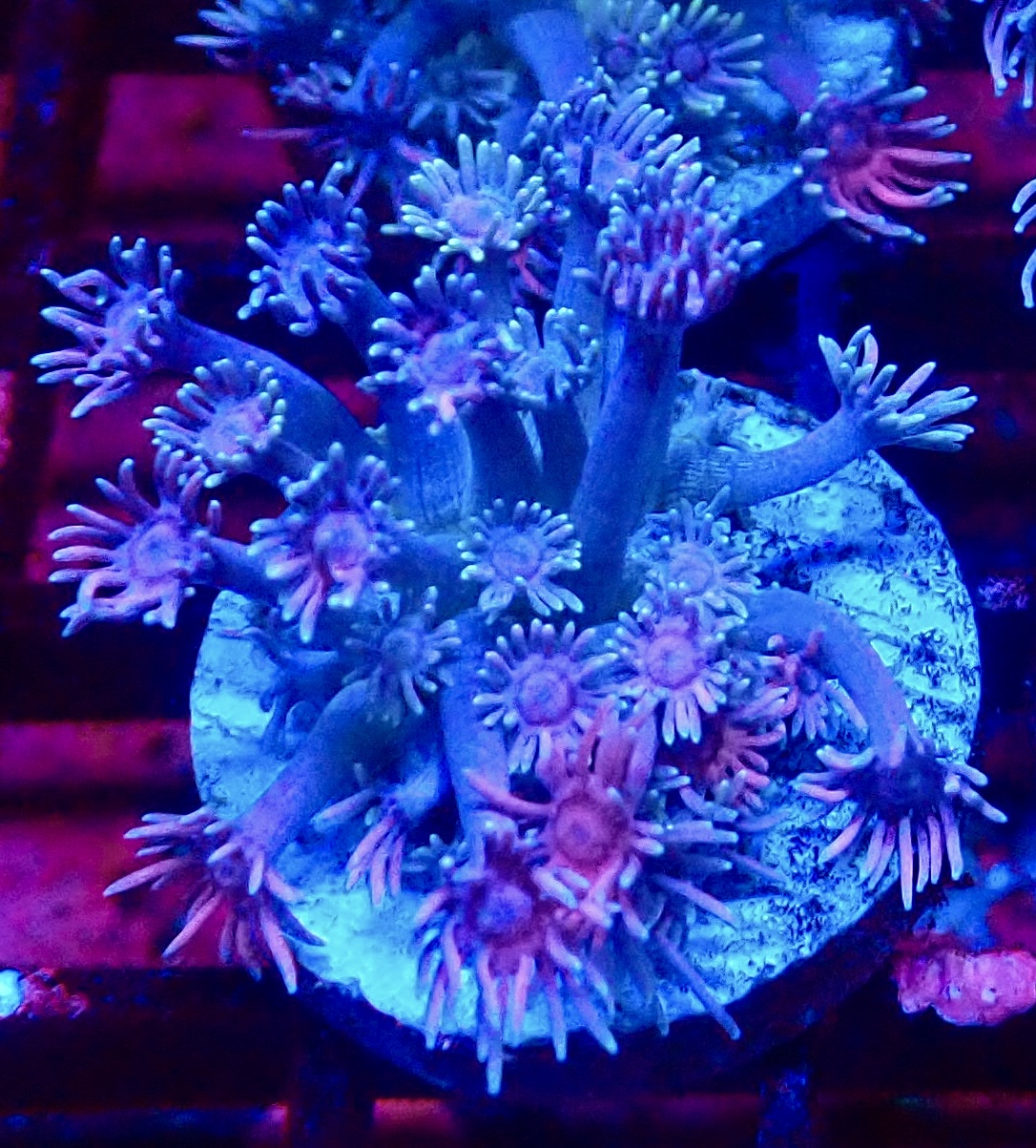 Rainbow Goniopora Frag (10+ Polyps)