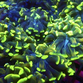 Tiger Branching Hammer Frag