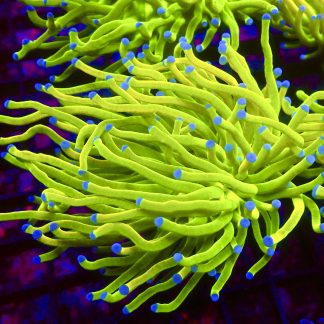 WYSIWYG Ultra Holy Grail Blue Tip Torch Euphyllia T6