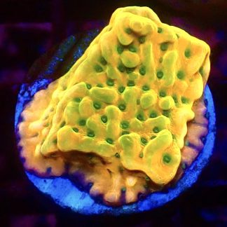 WYSIWYG 31J Kung Pao Montipora Frag