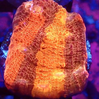 WYSIWYG 30J Grafted Orange And Purple Chalice Frag